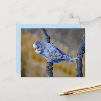 Süße blaue Wellensittich-Foto-Anpassung Postkarte