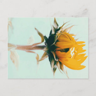 Süße blühende Sonnenblumen-Blumenkunst Ankündigungspostkarte