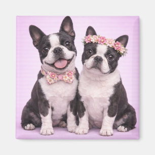 Süße Boston-Terrier-Paar Valentinstag-Illustration Magnet