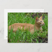 Süße braune Katze Postkarte (Vorne/Hinten)