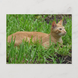 Süße braune Katze Postkarte