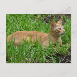 Süße braune Katze Postkarte
