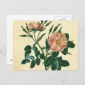 Süße Briar-Rose Postkarte (Vorne/Hinten)