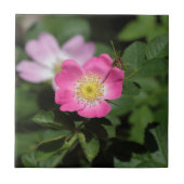 Süße Briar-Rose (Rosa rubiginosa) Fliese (Vorderseite)