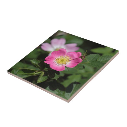 Süße Briar-Rose (Rosa rubiginosa) Fliese (Seite)