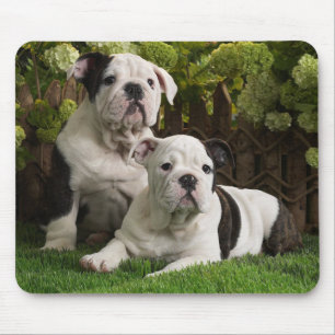 Süße Bulldoggen-Welpen-Hunde auf Blumen-Mauspad Mousepad