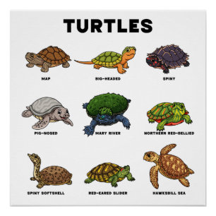 Süße Cartoon-Schildkröten der Welt Poster