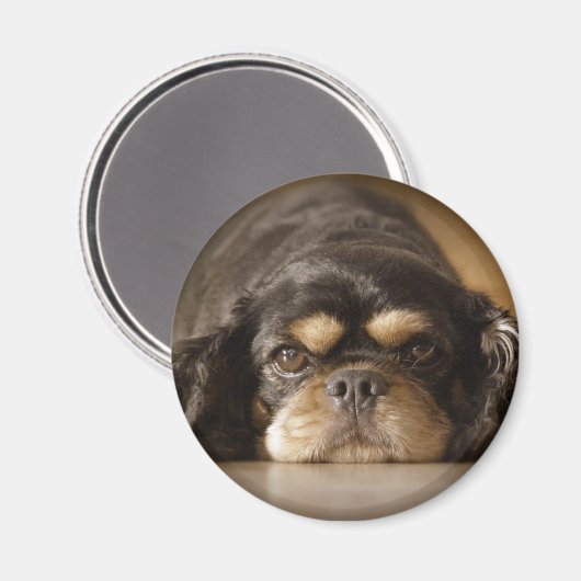 Süsse Cav! Magnet (Vorderseite/Rückseite)