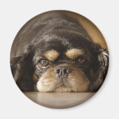 Süsse Cav! Magnet (Vorne)