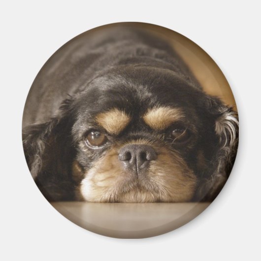 Süsse Cav! Magnet (Vorne)