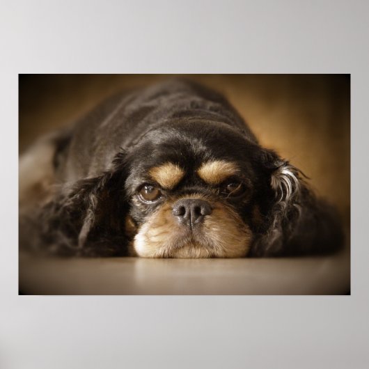 Süsse Cav! Poster (Vorne)