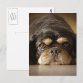 Süsse Cav! Postkarte (Vorne/Hinten)