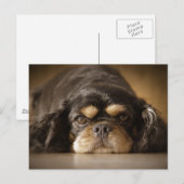 Süsse Cav! Postkarte (Vorne/Hinten)