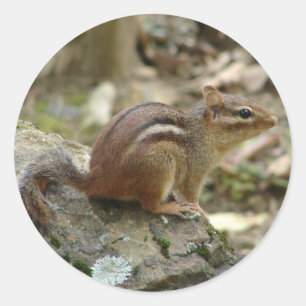 Süße Chipmunk Hot Springs Nationalpark-Geschenke Runder Aufkleber