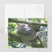 Süße Costa Rica Faultier DIY Postkarte (Vorne/Hinten)