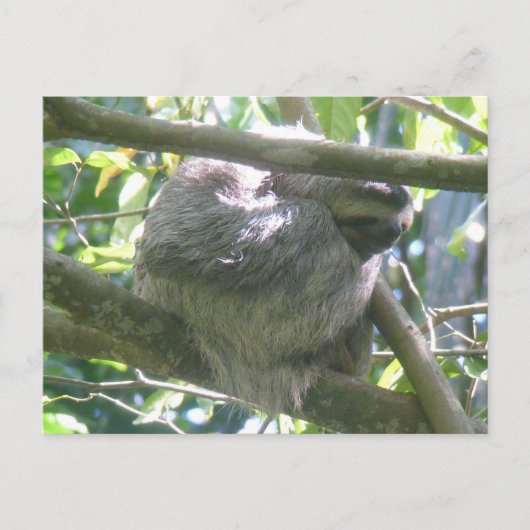 Süße Costa Rica Faultier DIY Postkarte (Vorderseite)