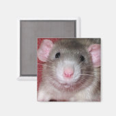 Süße Dumbo-Ratte Magnet (Vorderseite/Rückseite)