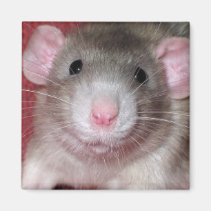 Süße Dumbo-Ratte Magnet