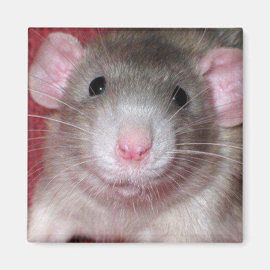 Süße Dumbo-Ratte Magnet (Vorne)