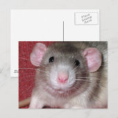 Süße Dumbo-Ratte Postkarte (Vorne/Hinten)