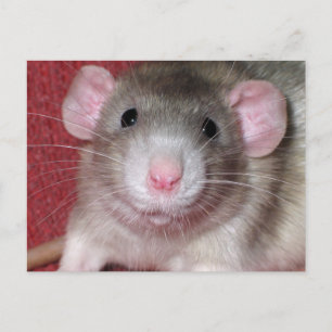 Süße Dumbo-Ratte Postkarte