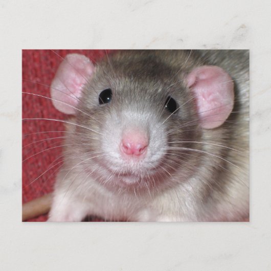 Süße Dumbo-Ratte Postkarte (Vorderseite)