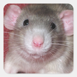Süße Dumbo-Ratte Quadratischer Aufkleber
