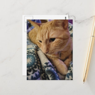 Süße entzückende schlafende rote Katze Postkarte