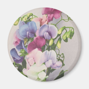 Süße Erbse 1907 Magnet