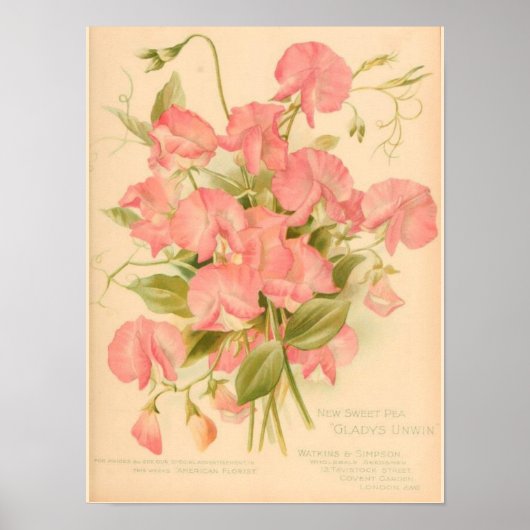 Süße Erbsen Blumen Poster (Vorne)