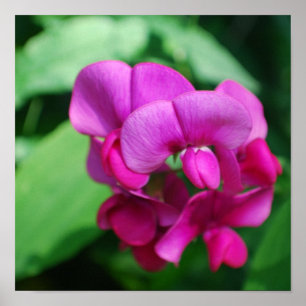 Süße Erbsen-Plakat Poster