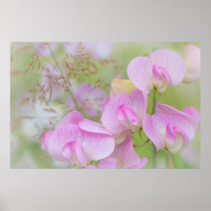 Süße Erbsenblüten Seabeck, WA Poster