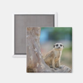 Süße Erdmännchen saß auf einem Baum Magnet (Vorderseite/Rückseite)