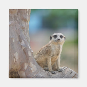 Süße Erdmännchen saß auf einem Baum Magnet
