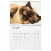 Süße Fellfreunde Katzenkalender Kalender (Feb 2027)