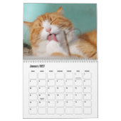 Süße Fellfreunde Katzenkalender Kalender (Jan 2027)