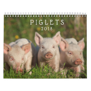 Süße Ferkel 2018 - Baby-Schwein-Wandkalender Kalender