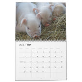 Süße Ferkel 2018 - Baby-Schwein-Wandkalender Kalender (Mär 2027)