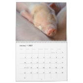 Süße Ferkel 2018 - Baby-Schwein-Wandkalender Kalender (Jan 2027)