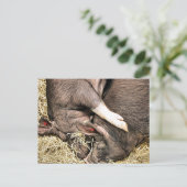 SÜSSE FERKEL POSTKARTE (Stehend Vorderseite)