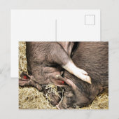 SÜSSE FERKEL POSTKARTE (Vorne/Hinten)