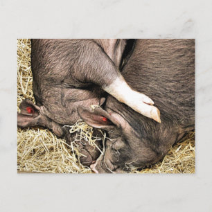 SÜSSE FERKEL POSTKARTE