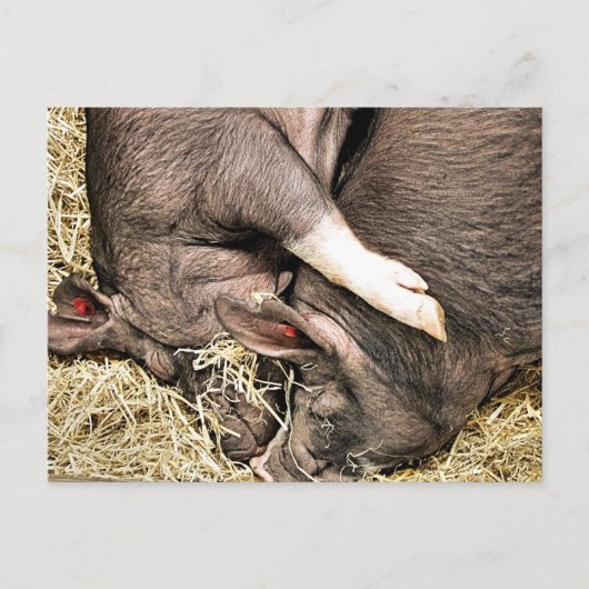 SÜSSE FERKEL POSTKARTE (Vorderseite)