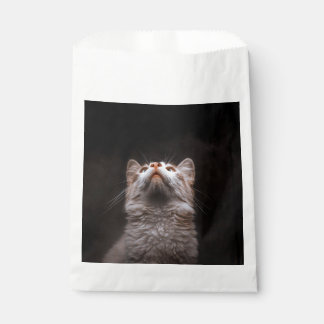 Süße flauschige Katze schaut nach oben vor schwarz Geschenktütchen