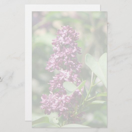 Süße Flieder Briefpapier (Vorne/Hinten)