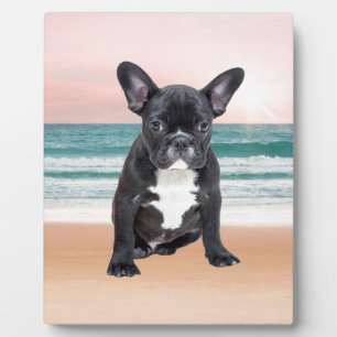 Süße Französische Bulldogge Strand Sonne Wasser Fotoplatte