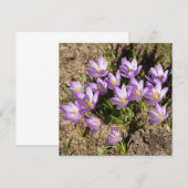 Süße Frühlings-Krokusse (Vorne/Hinten)