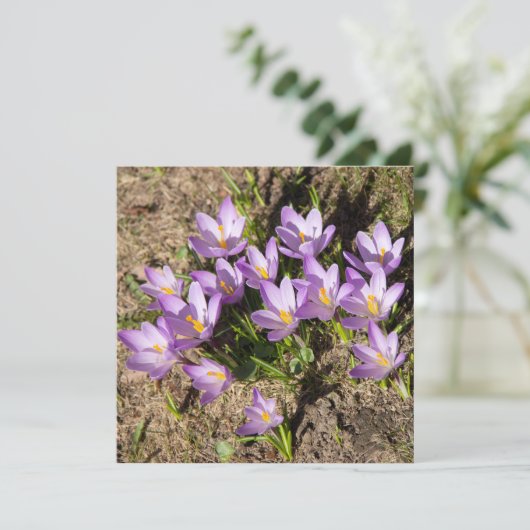 Süße Frühlings-Krokusse (Stehend Vorderseite)