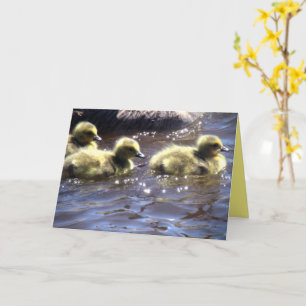 Süße Frühlingsgösslinge Babygänse Schwimmen Karte