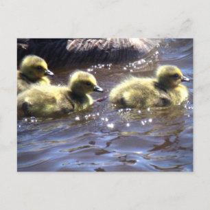 Süße Frühlingsgösslinge Babygänse Schwimmen Postkarte